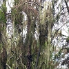 Plants: image 127 Of 208 Thumb